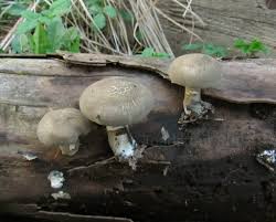 Attēlu rezultāti vaicājumam “Polyporus ciliatus”