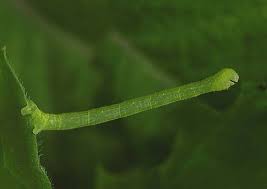 Attēlu rezultāti vaicājumam “Eulithis mellinata”