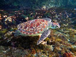 Image result for Eretmochelys imbricata