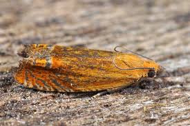 Attēlu rezultāti vaicājumam “Lathronympha strigana”