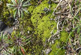 Attēlu rezultāti vaicājumam “Barbula convoluta”