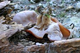 Attēlu rezultāti vaicājumam “Discina perlata”