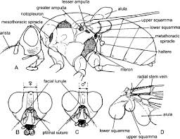 Attēlu rezultāti vaicājumam “Sarcophagidae”