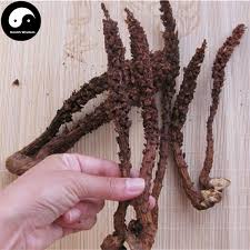 Attēlu rezultāti vaicājumam “Orobanche coerulescens bud”