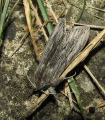 Attēlu rezultāti vaicājumam “Cucullia lucifuga”