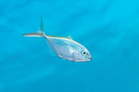 Image result for Caranx ruber