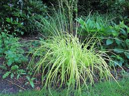 Attēlu rezultāti vaicājumam “Carex elata flower”