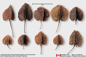 Attēlu rezultāti vaicājumam “Rumex maritimus leaf”