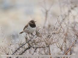 Image result for Turdus ruficollis