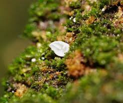 Attēlu rezultāti vaicājumam “Rimbachia neckerae”