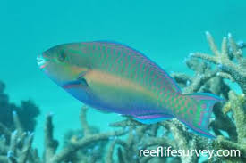 Image result for Scarus fuscopurpureus