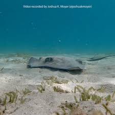 Image result for Hypanus say