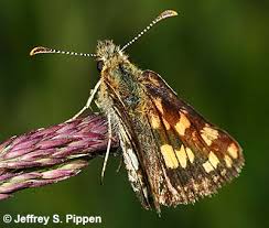 Attēlu rezultāti vaicājumam “Carterocephalus palaemon underside”