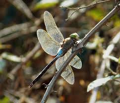 Attēlu rezultāti vaicājumam “Anax parthenope”