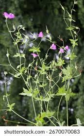 Attēlu rezultāti vaicājumam “Geranium palustre”
