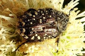 Attēlu rezultāti vaicājumam “Oxythyrea funesta”