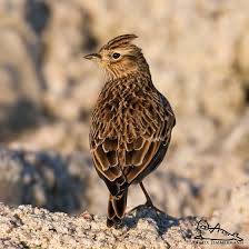 Image result for Alauda arvensis