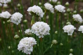 Image result for Grasnelke