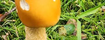 Attēlu rezultāti vaicājumam “Amanita crocea”
