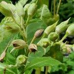 Attēlu rezultāti vaicājumam “Nicotiana tabacum fruit”
