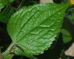 Attēlu rezultāti vaicājumam “Galinsoga quadriradiata”