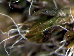 Attēlu rezultāti vaicājumam “Grimmia pulvinata”