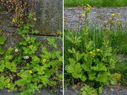 Attēlu rezultāti vaicājumam “Geum urbanum leaf”