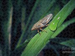 Attēlu rezultāti vaicājumam “Aphrophora alni”