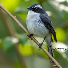 Attēlu rezultāti vaicājumam “Muscicapidae”