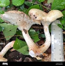 Attēlu rezultāti vaicājumam “Lentinus lepideus”