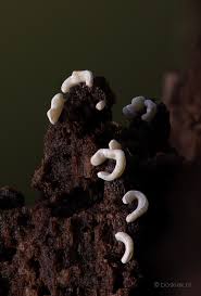 Attēlu rezultāti vaicājumam “Physarum bryocorticola”