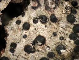 Attēlu rezultāti vaicājumam “Acrocordia gemmata”