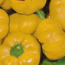 Afbeeldingsresultaat voor topepo giallo sweet pepper
