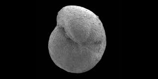 Attēlu rezultāti vaicājumam “Fuligo gyrosa macro”