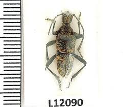 Attēlu rezultāti vaicājumam “Rhagium mordax”