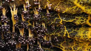 Attēlu rezultāti vaicājumam “Stemonitopsis typhina var. similis macro”