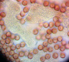 Attēlu rezultāti vaicājumam “Physarum obscurum macro”