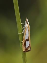 Attēlu rezultāti vaicājumam “Catoptria margaritella”