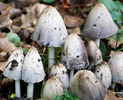 Attēlu rezultāti vaicājumam “Coprinus atramentarius”
