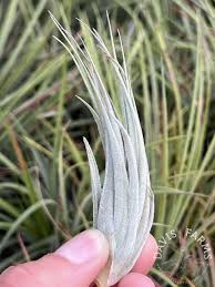 Attēlu rezultāti vaicājumam “Trichia alpina sessile”