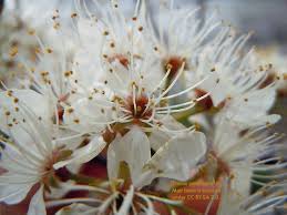 Attēlu rezultāti vaicājumam “Prunus (plum-tree) flower”