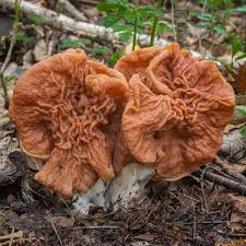 Attēlu rezultāti vaicājumam “Gyromitra”