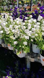 Image result for Campanula medium