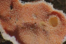 Attēlu rezultāti vaicājumam “Aleurodiscus amorphus”