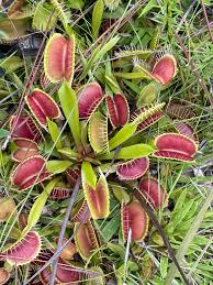 Attēlu rezultāti vaicājumam “Droseraceae”