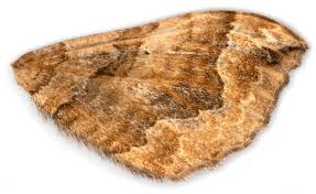 Attēlu rezultāti vaicājumam “Pelurga comitata”