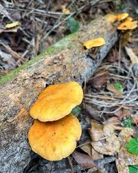 Attēlu rezultāti vaicājumam “Gymnopilus sapineus”