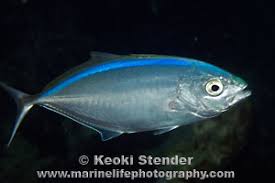 Image result for Caranx ruber