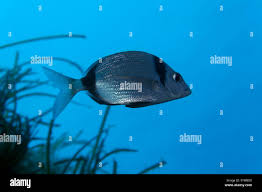 Image result for Diplodus vulgaris