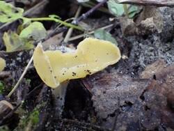 Attēlu rezultāti vaicājumam “Sowerbyella radiculata”